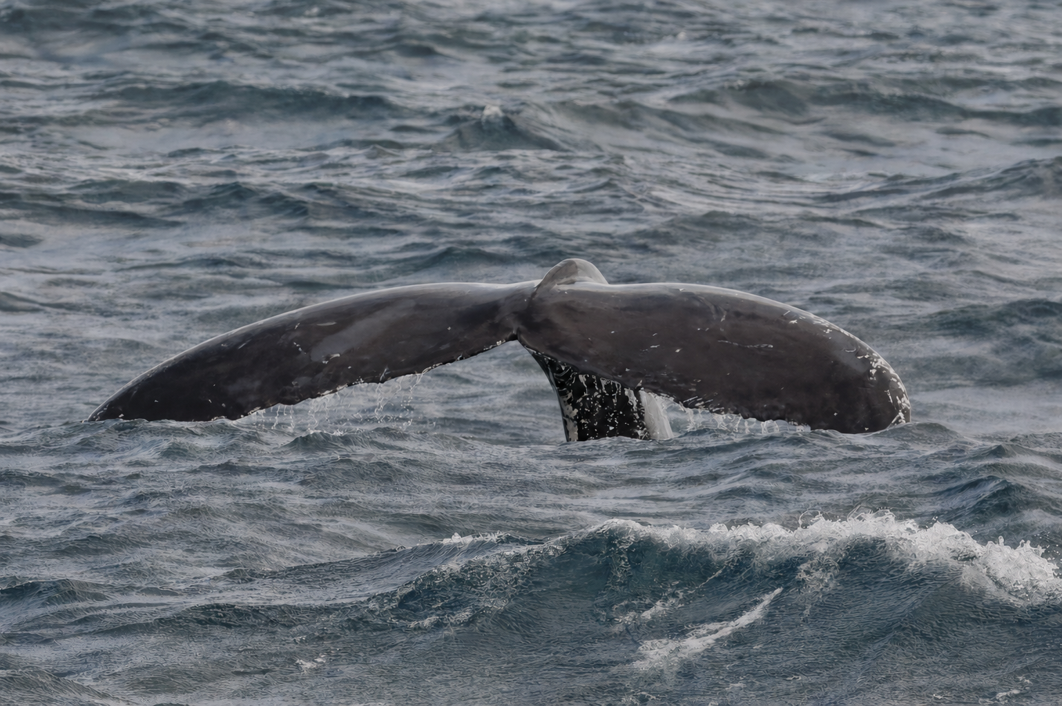 Observation des Baleines