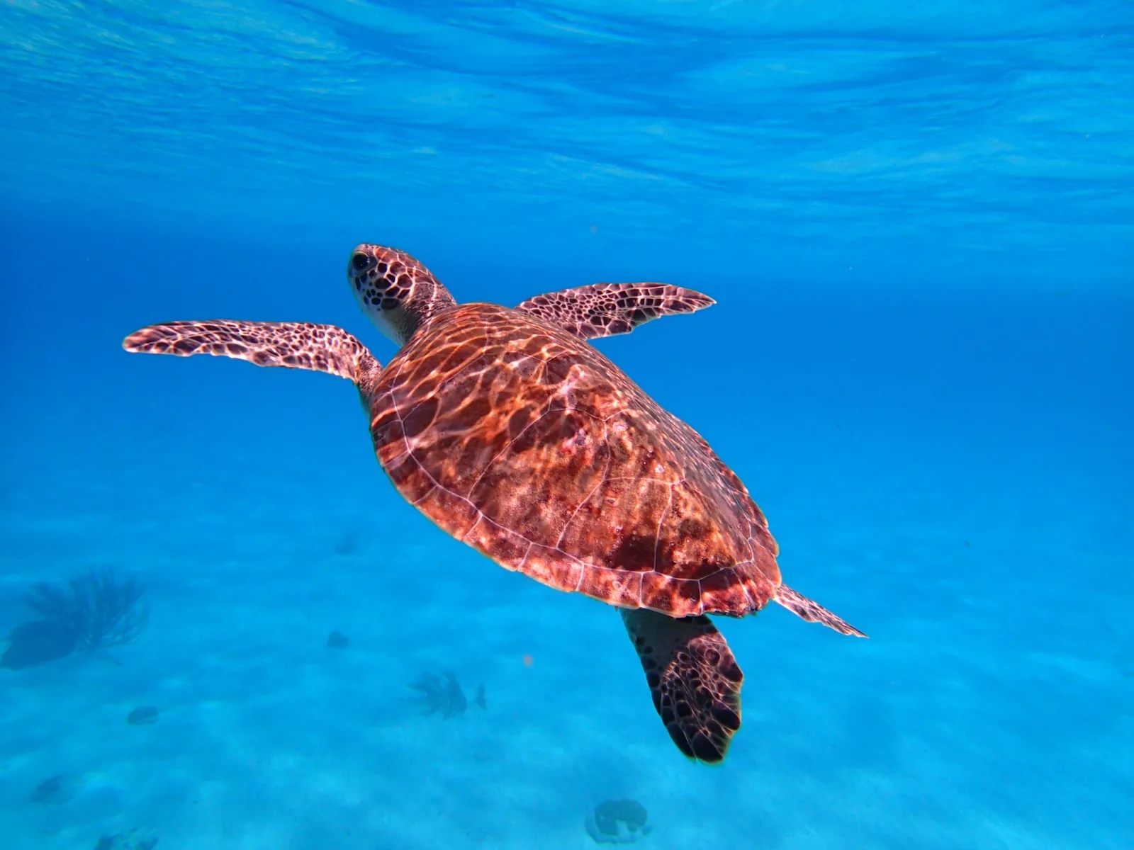 SNORKELING