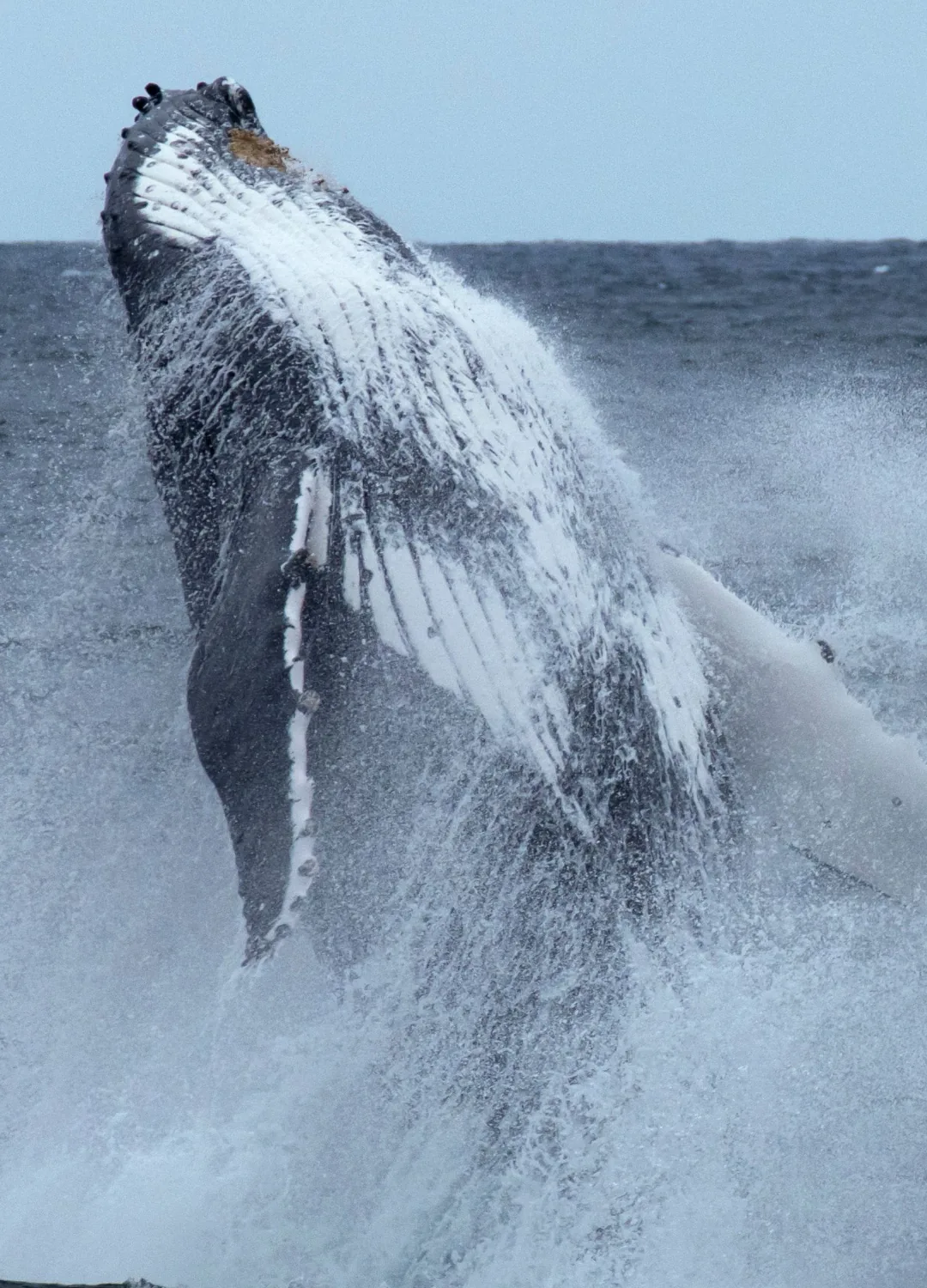Baleine à bosse à Boa Vista