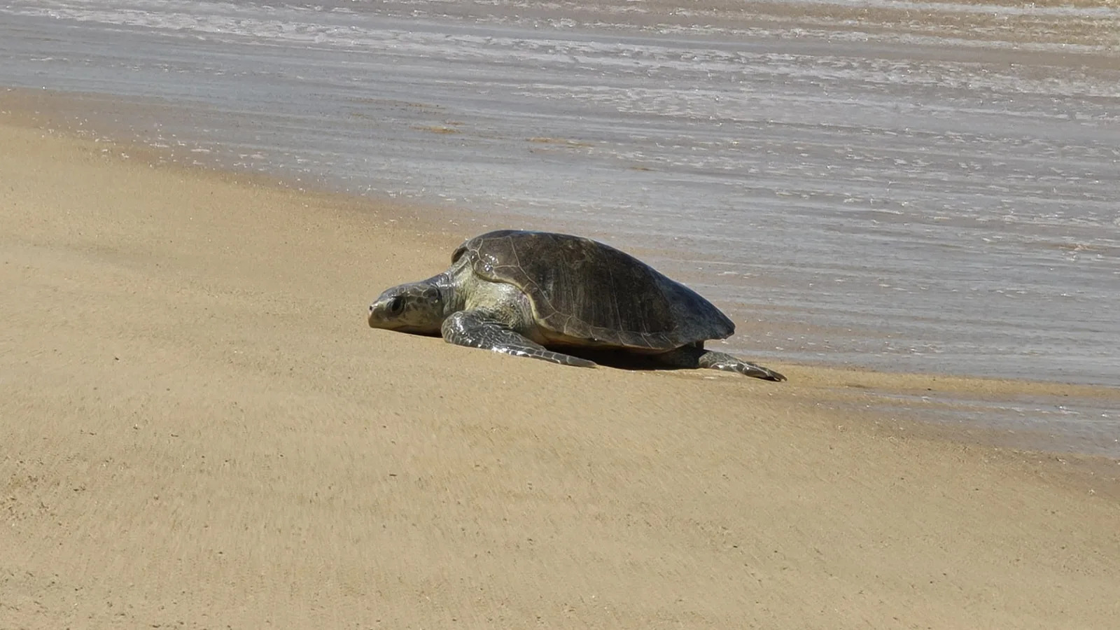 Tortues à Boa Vista : quand et comment les observer ?