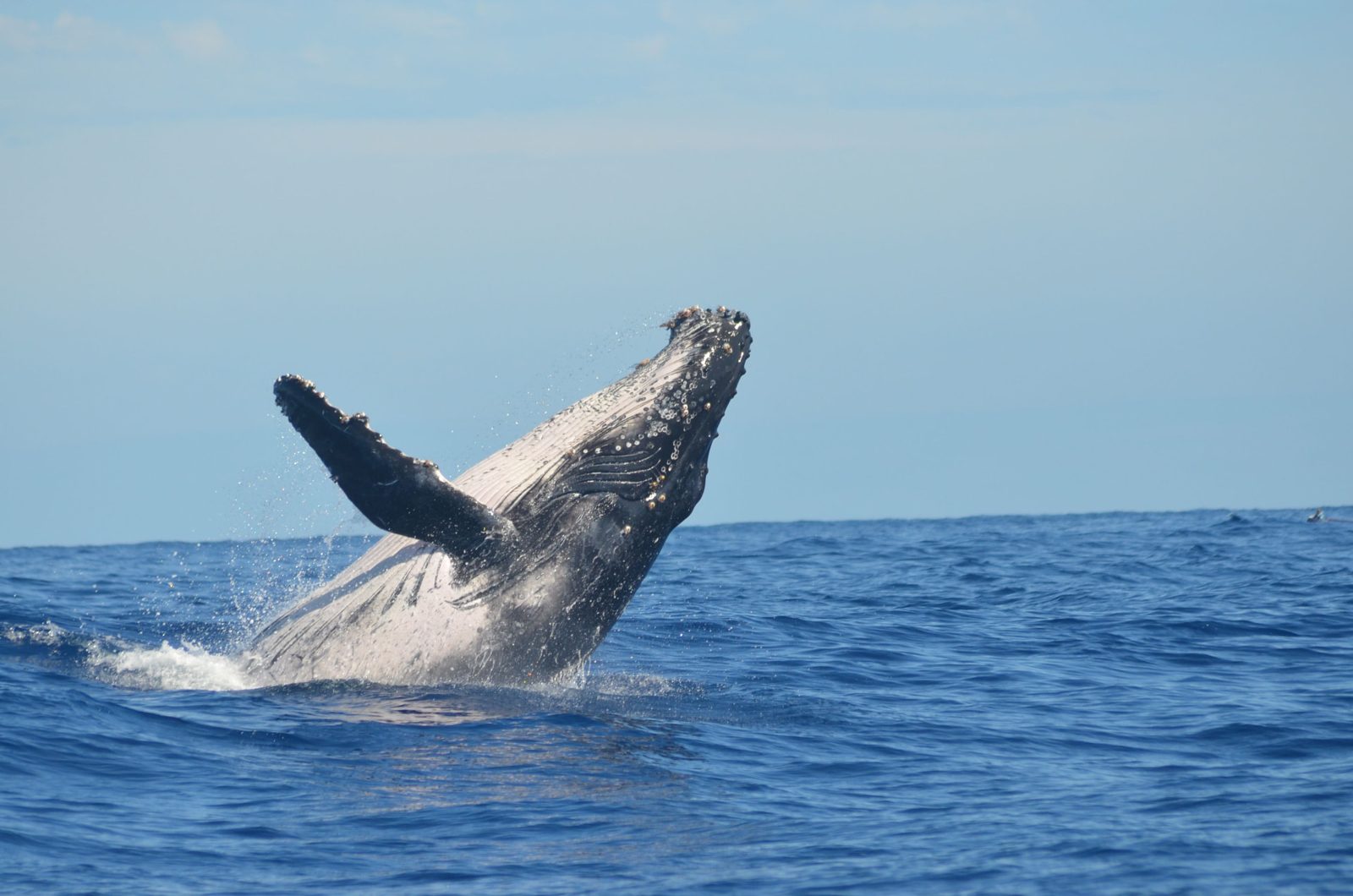 Observation des baleines à Boa Vista : saison, conseils et bonnes pratiques