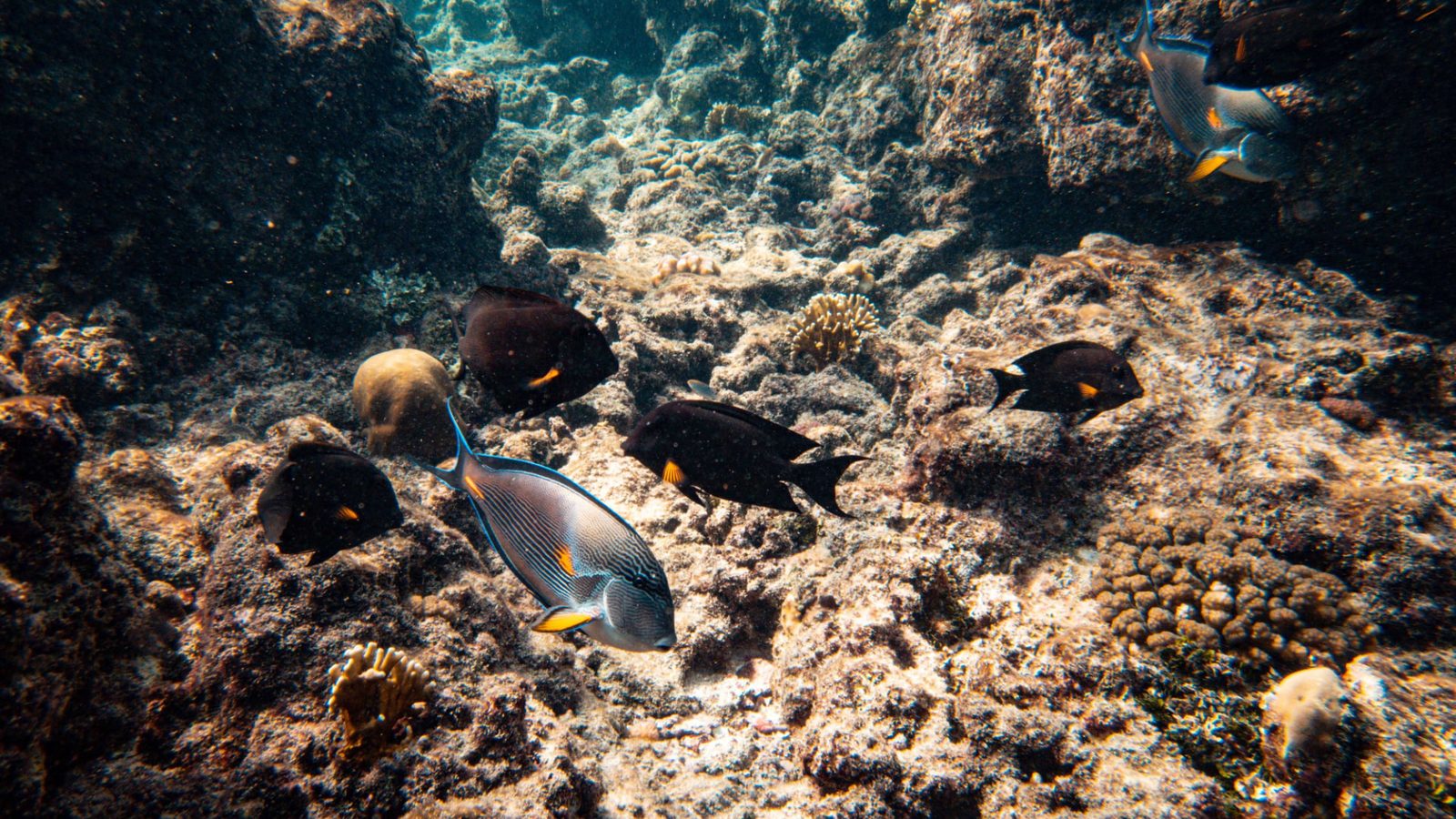Pourquoi faire une excursion maritime à Boa Vista pendant votre séjour ?